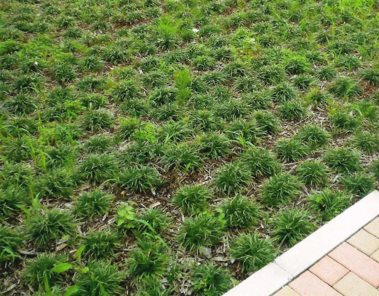 ガーデンメンテナンスを劇的に簡単にする方法 その3 グラウンドカバーは雑草対策の切り札 相模原市南区 ガーデンリフォーム Stylish Gardens 暮らしとみどり研究所