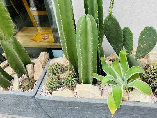 WORKS）サボテン植栽による店舗のイメージアップ